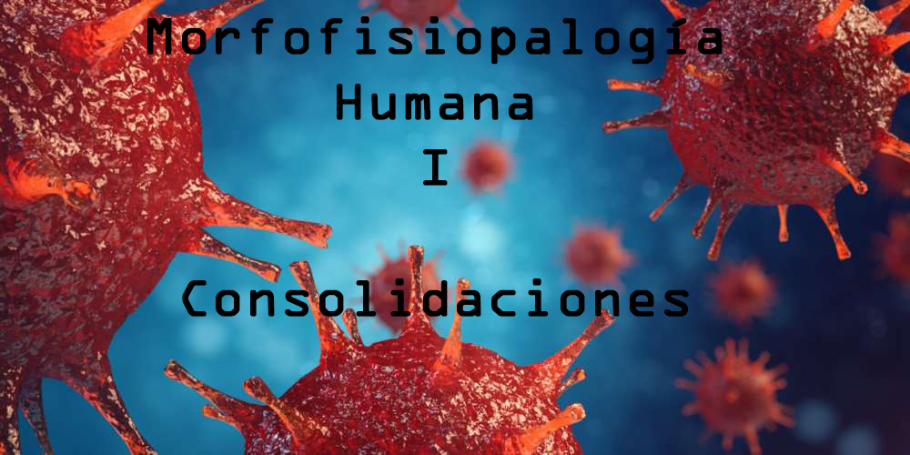 Segundo Año Morfofisiopatología Humana I Consolidaciones UCS