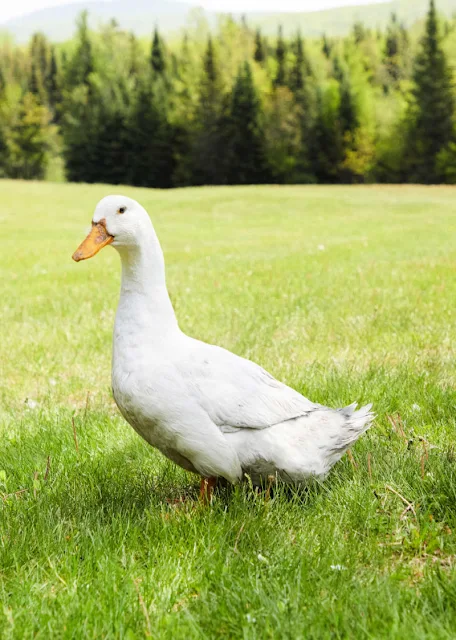 white duck in grass