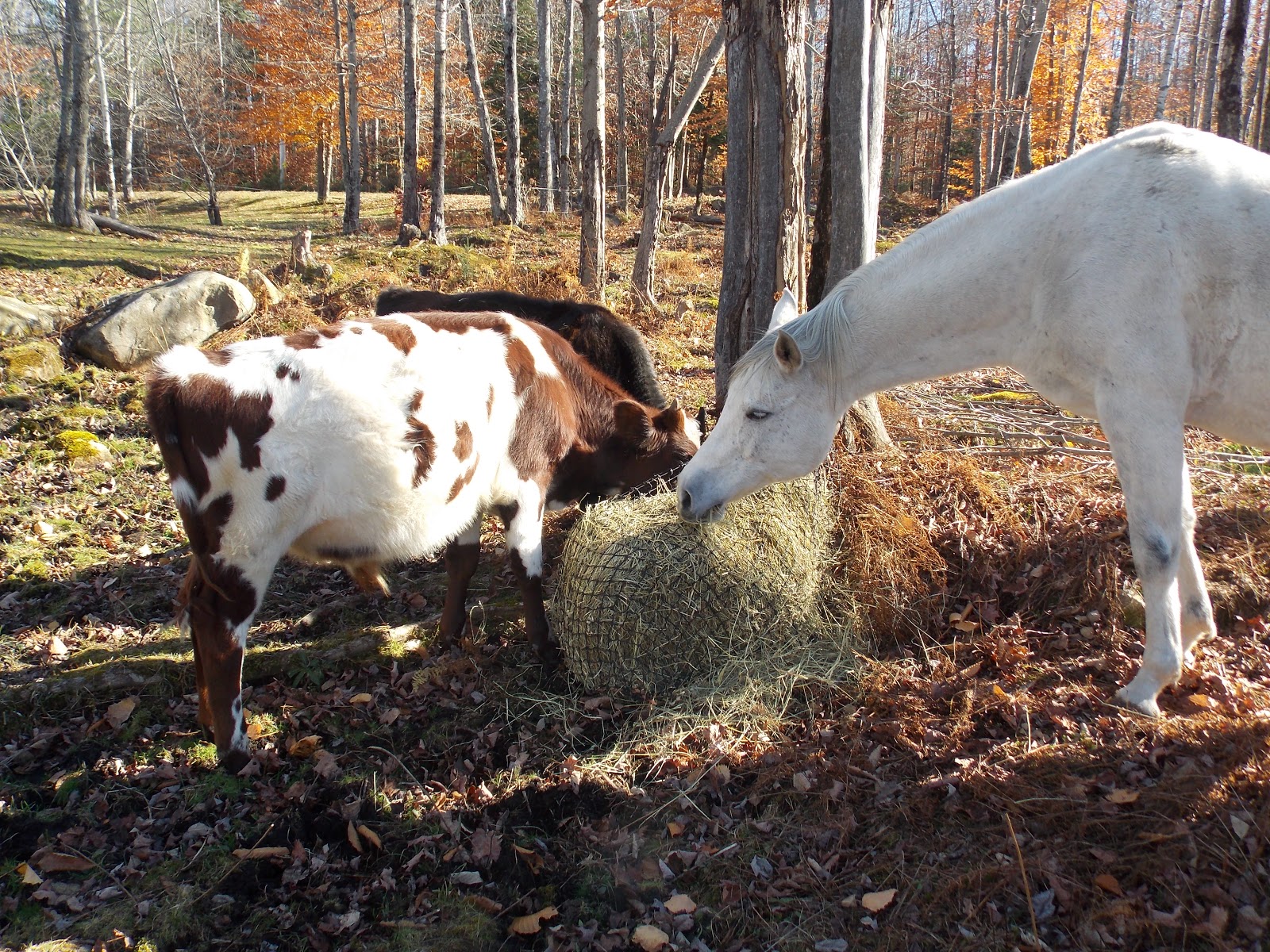 Farmed And Dangerous Slow Feed Hay Nets