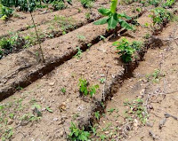 raised beds raised beds