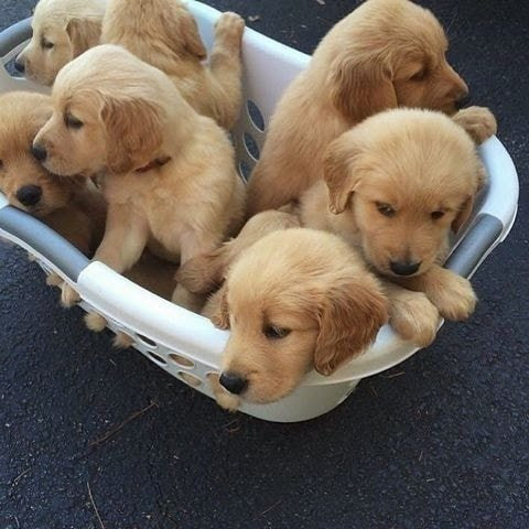 Akc Golden Retriever Puppies For Sale Golden Retriever Breeders Greenland Puppies Home Buy Golden Retriever Puppies Greenland Puppies Home 240 532 8622