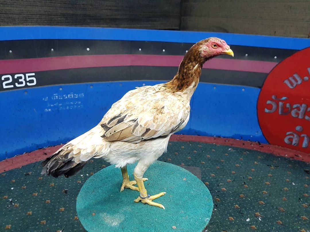 DARI AHLINYA, 7 ALASAN KENAPA ANDA HARUS MEMILIH BIANG