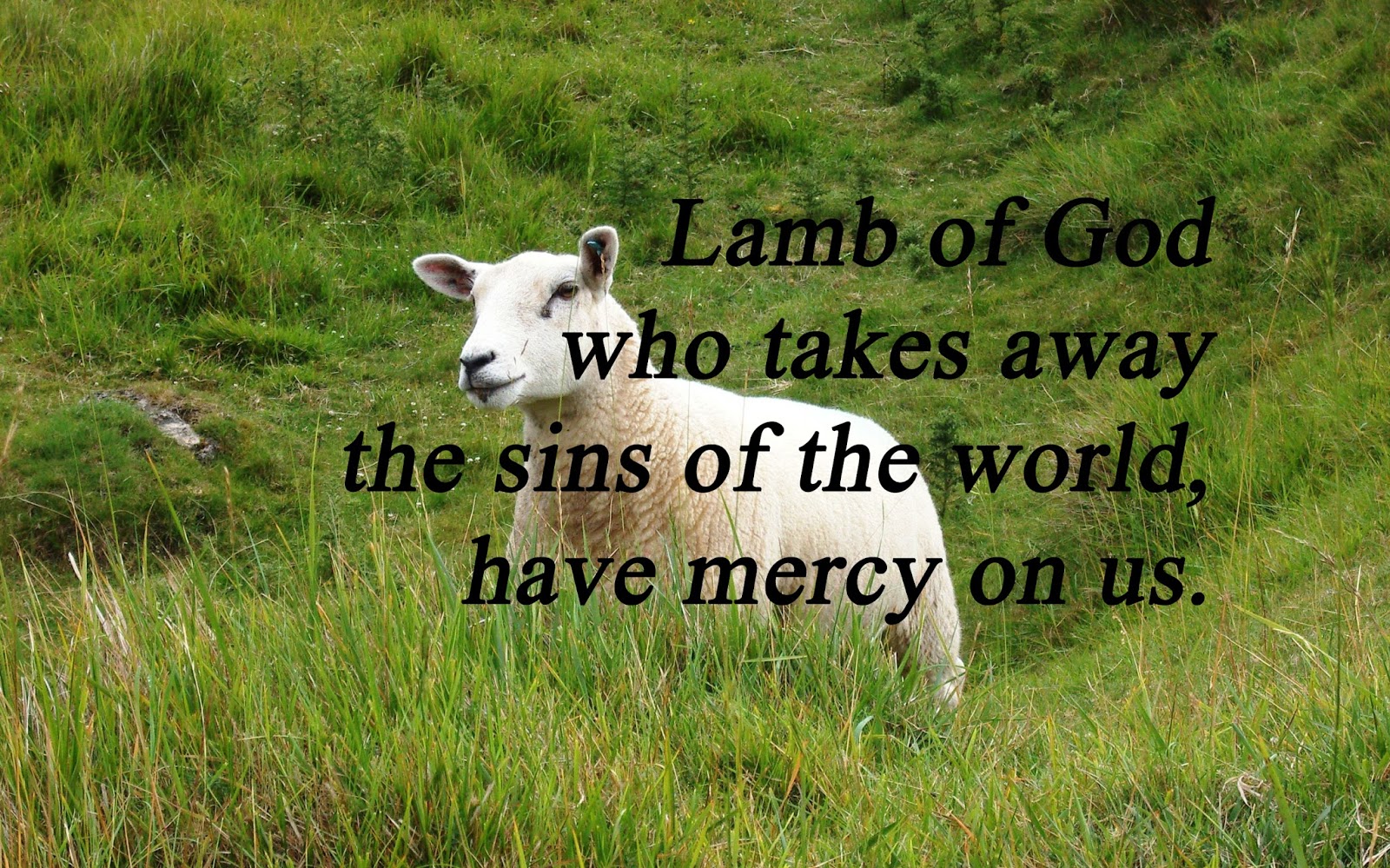 In the Wilderness Rev 5 Lamb of God