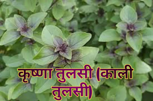 तुलसी के फायदे -benefit of Tulsi in Hindi