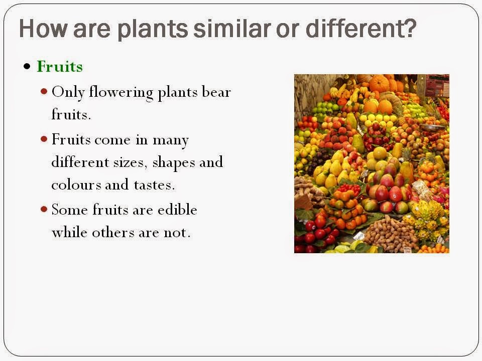 BGPS P31 2015 'Plants How are plants similar or different' Slides