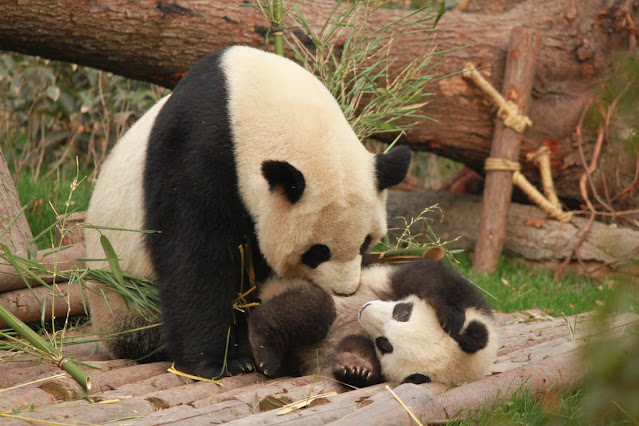 One out of the cutest animals in the world is Pandas.