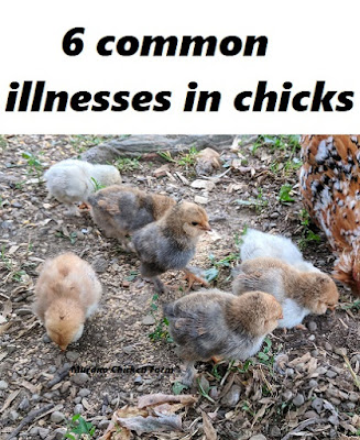 sick chicks and how to treat them