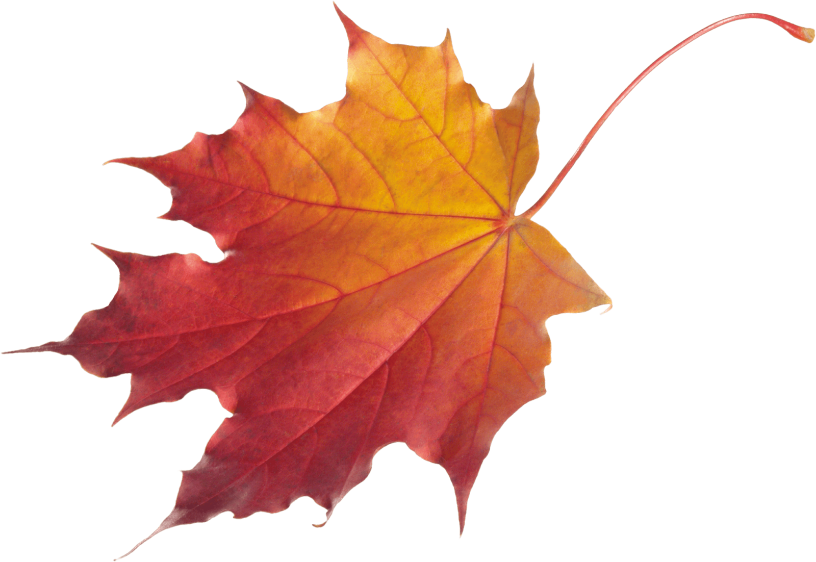 leaf clipart no background - photo #15