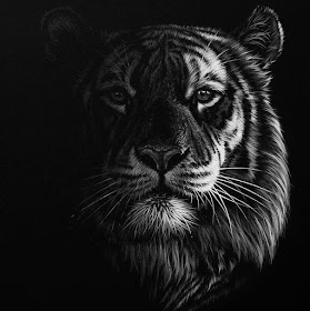02-Tiger-Richard-Symonds-www-designstack-co