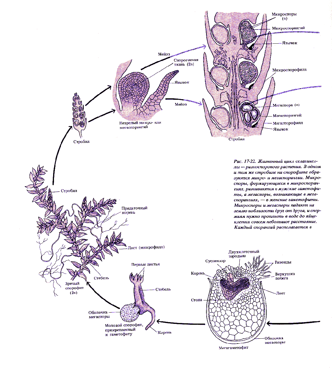 у плаунов отдельно располагаются микроспорангии и мегаспорангии