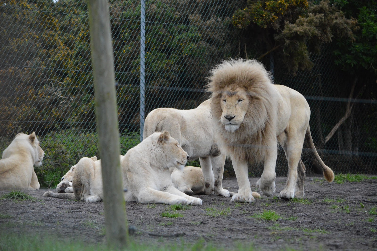 Kuweight 64: WEST MIDLANDS SAFARI PARK - NEAR BIRMINGHAM UK