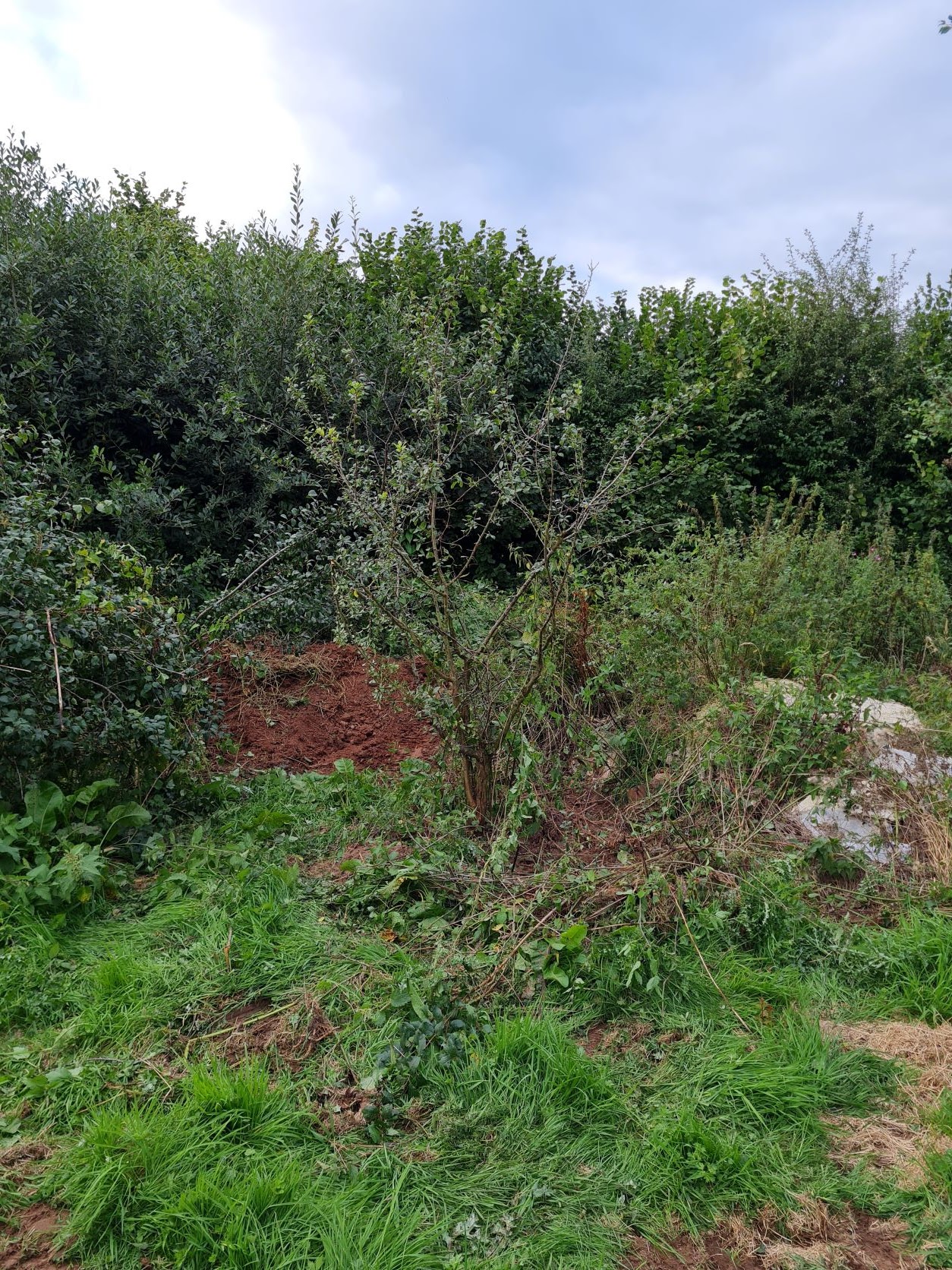 An English Homestead Trouble With My Damson Trees