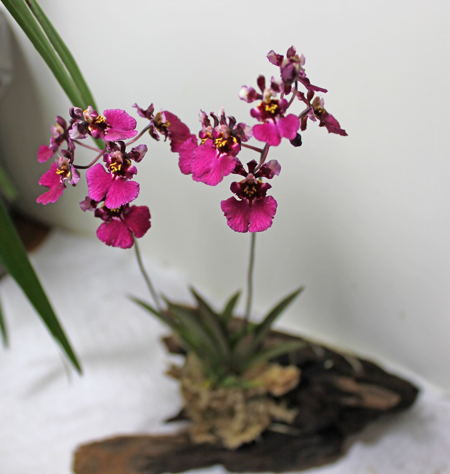 Maria's Orchids: I Don't Like Sphagnum Moss