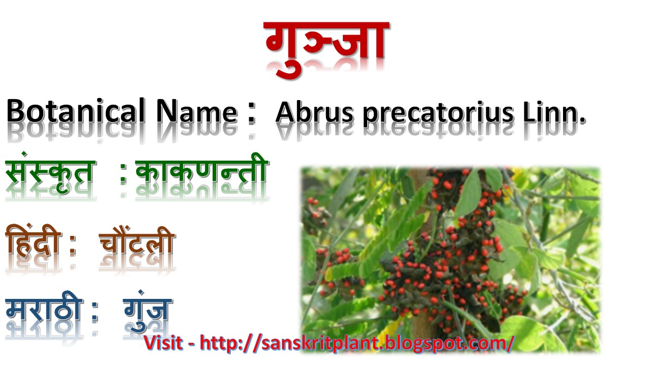 Sanskrit Plants गुञ्जा