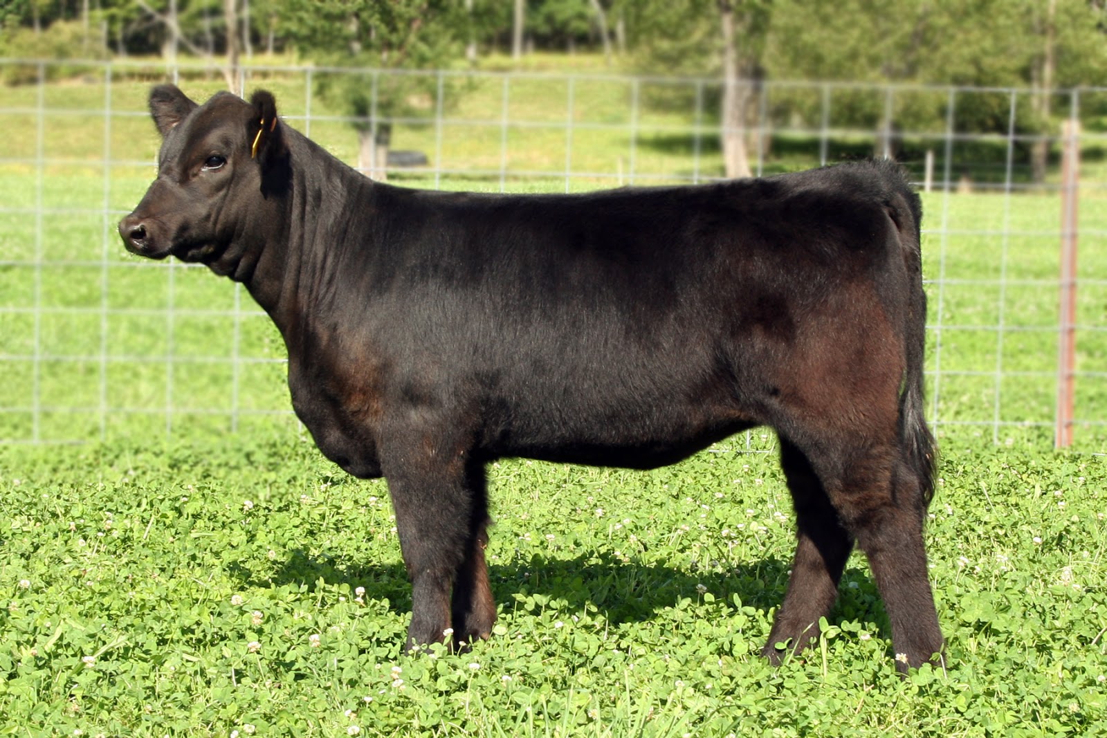 Trausch Farms Sunrise Club Calves Sale Pics