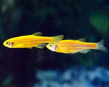 Mengenal Ikan Zebra Danio: Si Aktif di Akuarium
