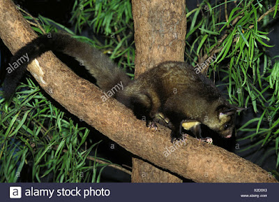 Planeador vientre amarillo (Petaurus australis)