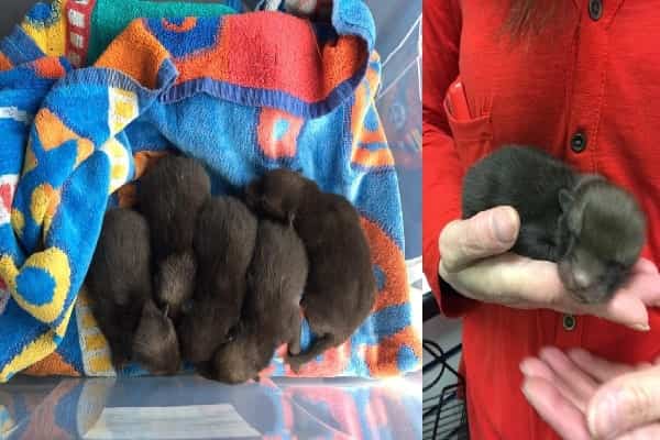 Man Rescues 'Puppies,' After That Learns They're An Absolutely Different Pet