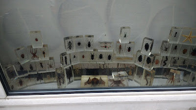 Insect Display in Window