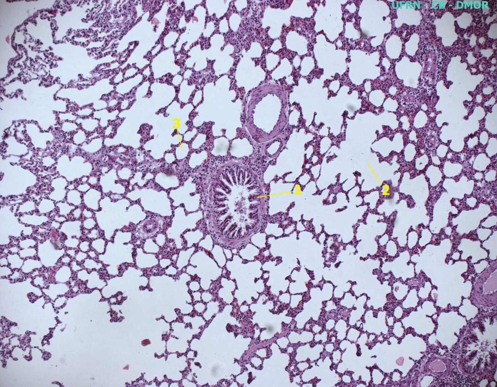 Histologia: Sistema Respiratório