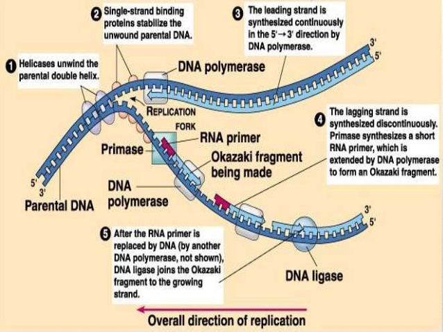 A Story Of Nucleic Acids Replication Of Dna