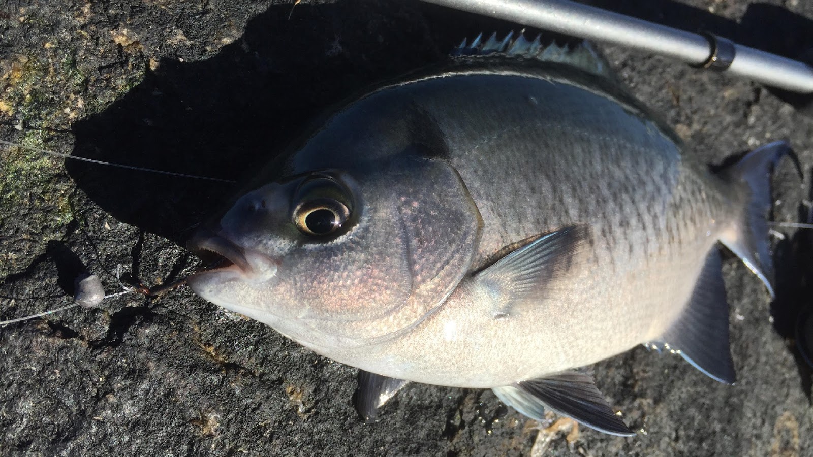 Fishing the Newport Jetty in Orange County, California Hunting the