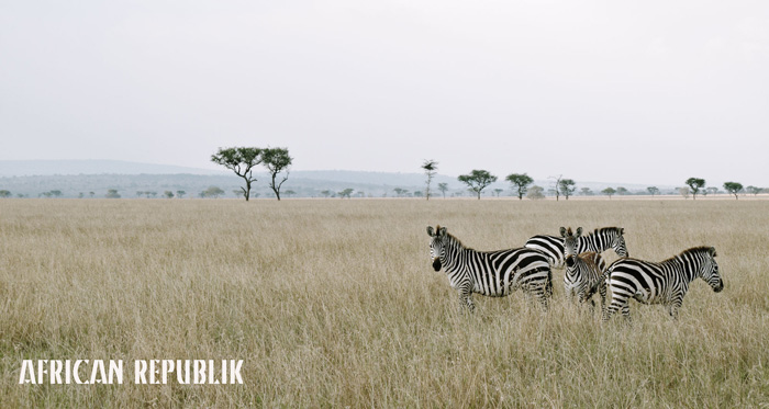 Zebra by Justin Cleaver