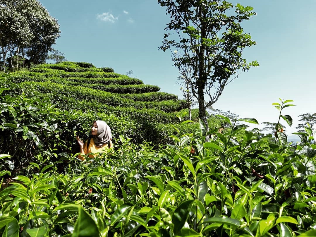 Harga Tiket Masuk Kebuh Teh Nglinggo Samigaluh Kulon Progo Terbaru Wisata Oke