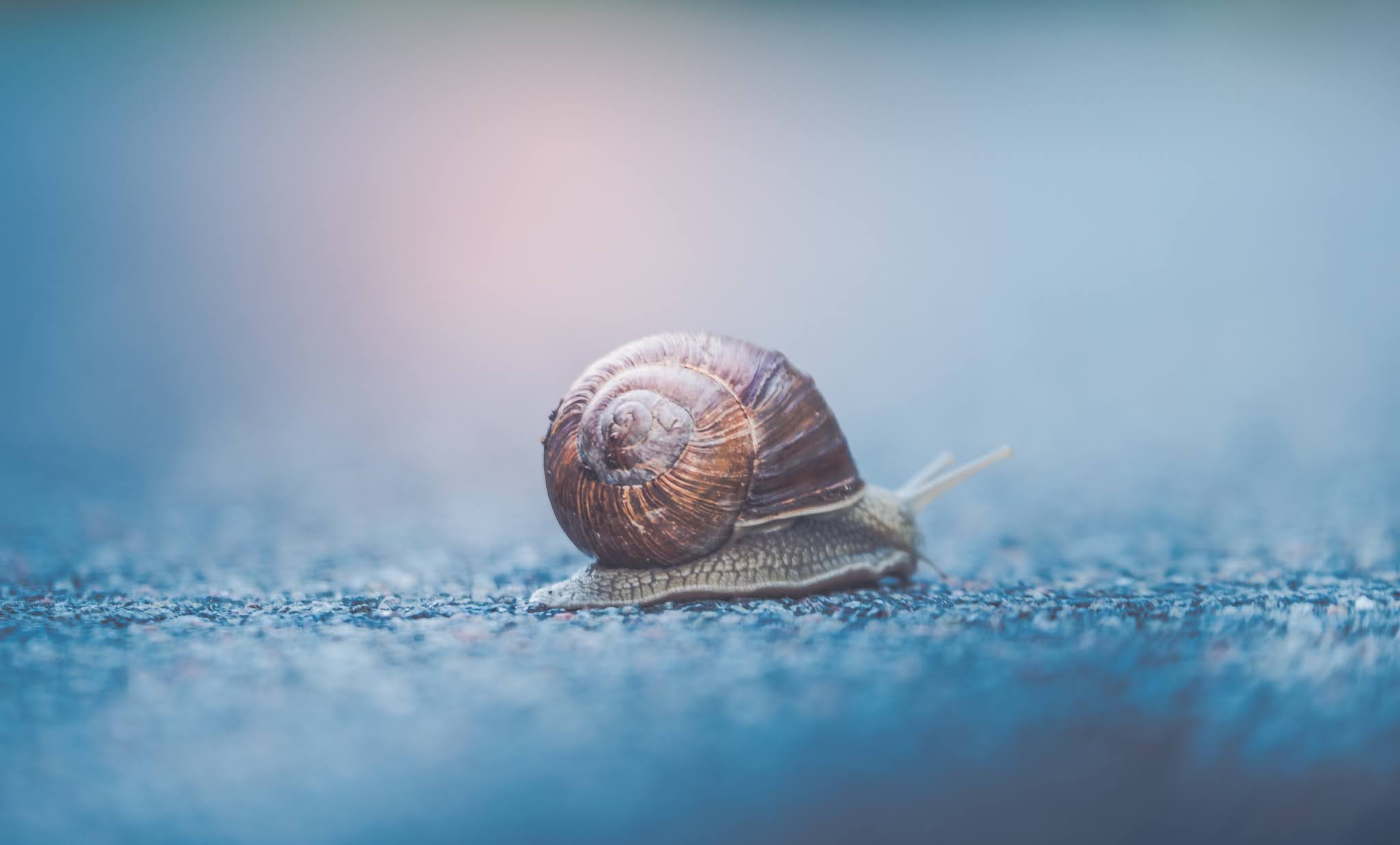Snail slime what it's far, residences and benefits, how it's far