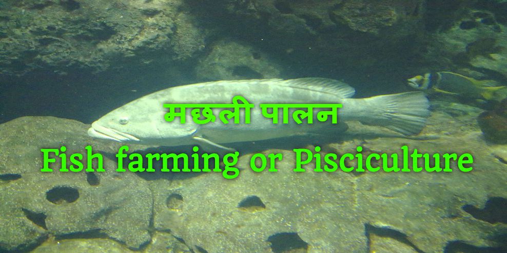 Machhali Palan - Fish farming 