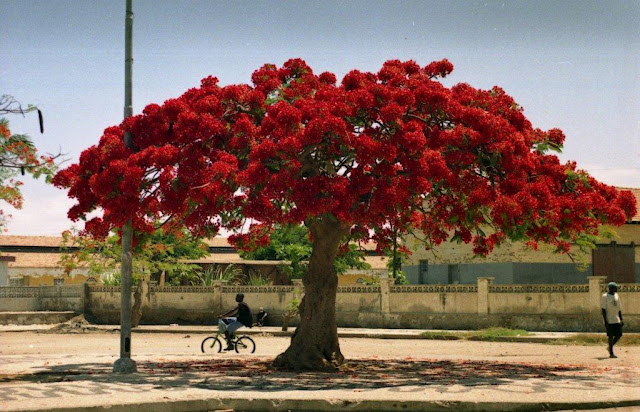 EL Rincón de Yanka: 🌳 LA LEYENDA DEL FLAMBOYANT O ACACIA, EL ÁRBOL DEL