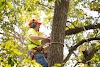 TOP LESSONS ABOUT QUALITY TREE CARE TO LEARN 