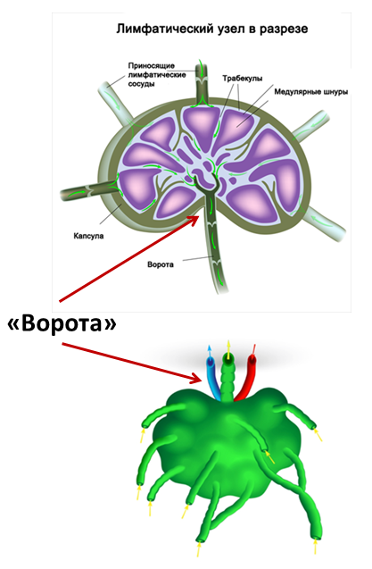 Лимфоузлы цвет. Лимфатический узел рисунок анатомия. Воротные трабекулы лимфатического узла. Нарисуйте структуру лимфатического узла. Строение лимфатического узла.