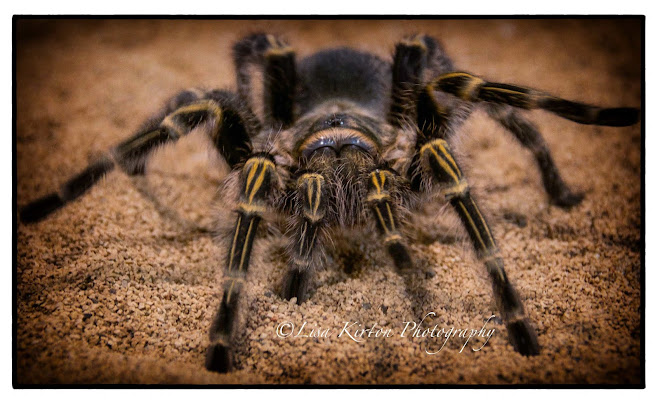 Too Close Tarantula