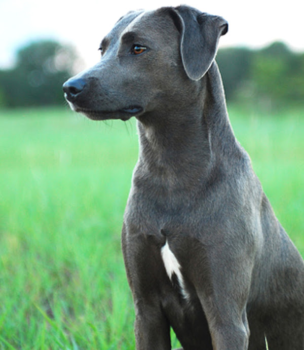 blue lacy dog, blue lacy dogs, about blue lacy dog, blue lacy dog appearance, blue lacy dog behavior, caring blue lacy dogs, blue lacy dog color, blue lacy dog characteristics, blue lacy dog facts, feeding blue lacy dog, blue lacy dog origin, blue lacy dog temperament, blue lacy dog lifespan, blue lacy dog health, blue lacy dog as pets