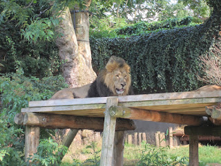 Male lion at London Zoo