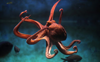 ऑक्टोपस की जानकारी हिंदी में ▷ some facts about octopus in hindi ऑक्टोपस की जानकारी हिंदी में ▷ some facts about octopus in hindi
