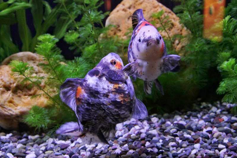 Jenis Ikan Mas Koki dan Sifat Dasarnya dan Cara Berbudidaya yang Baik