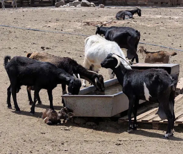 goat farming, goat farming faq, goat farming questions, goat farming questions and answers, raising goats