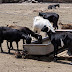 Goat Farming Project Report