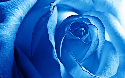 blue rose widescreen hd wallpaper