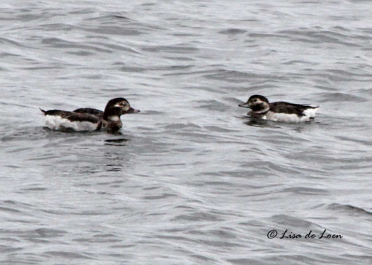 Longtailed Duck Summer Various Bird Species