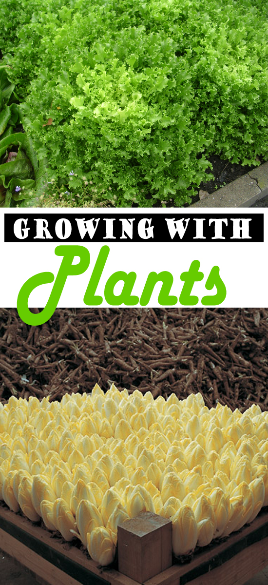 How to Grow Endive, Growing Endive at Home Everything About Garden