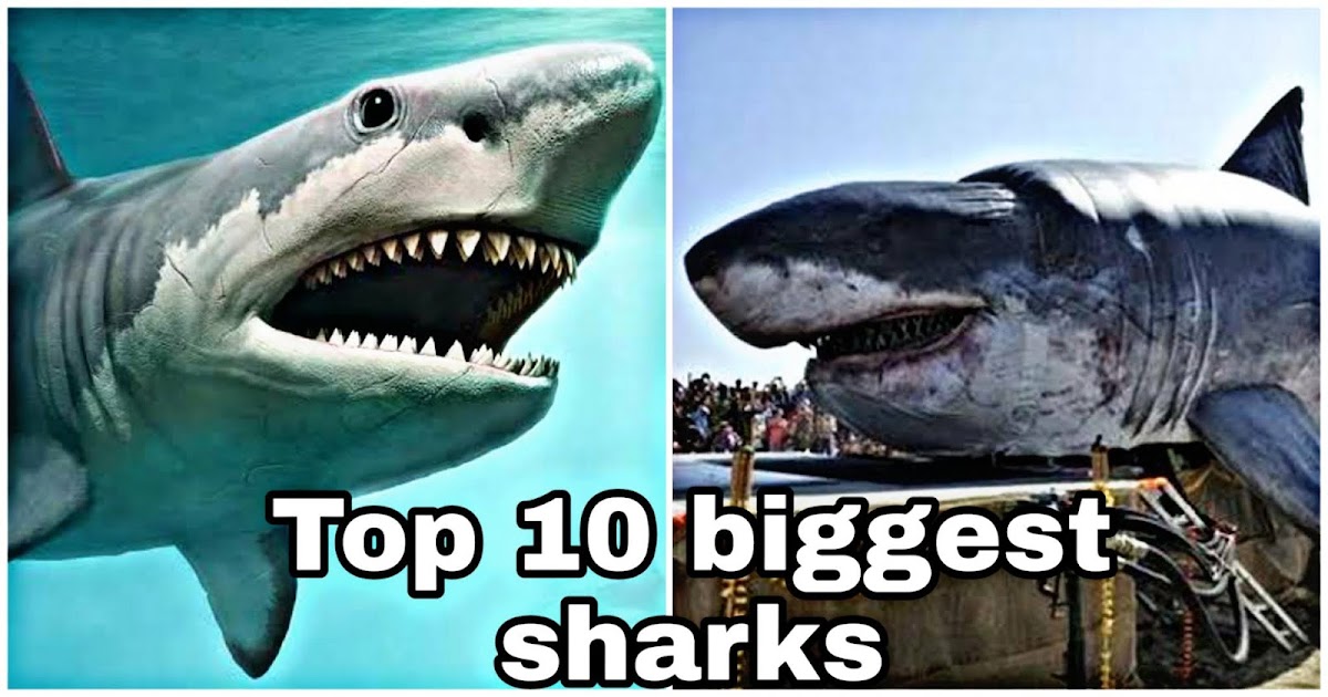 Top 10 biggest Sharks in the world you might not know SKTW