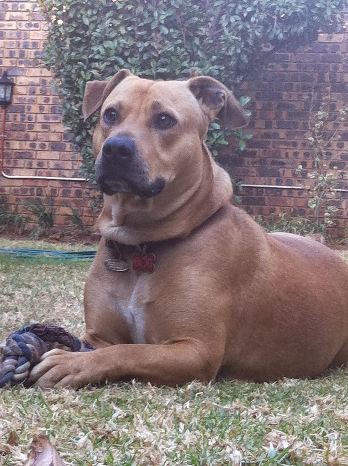 Expat Life with Chickenruby Dog walking in Dubai