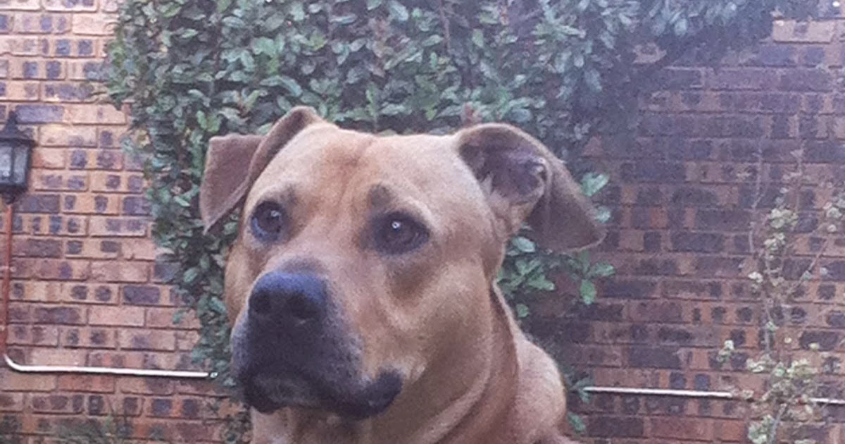 Expat Life with Chickenruby Dog walking in Dubai