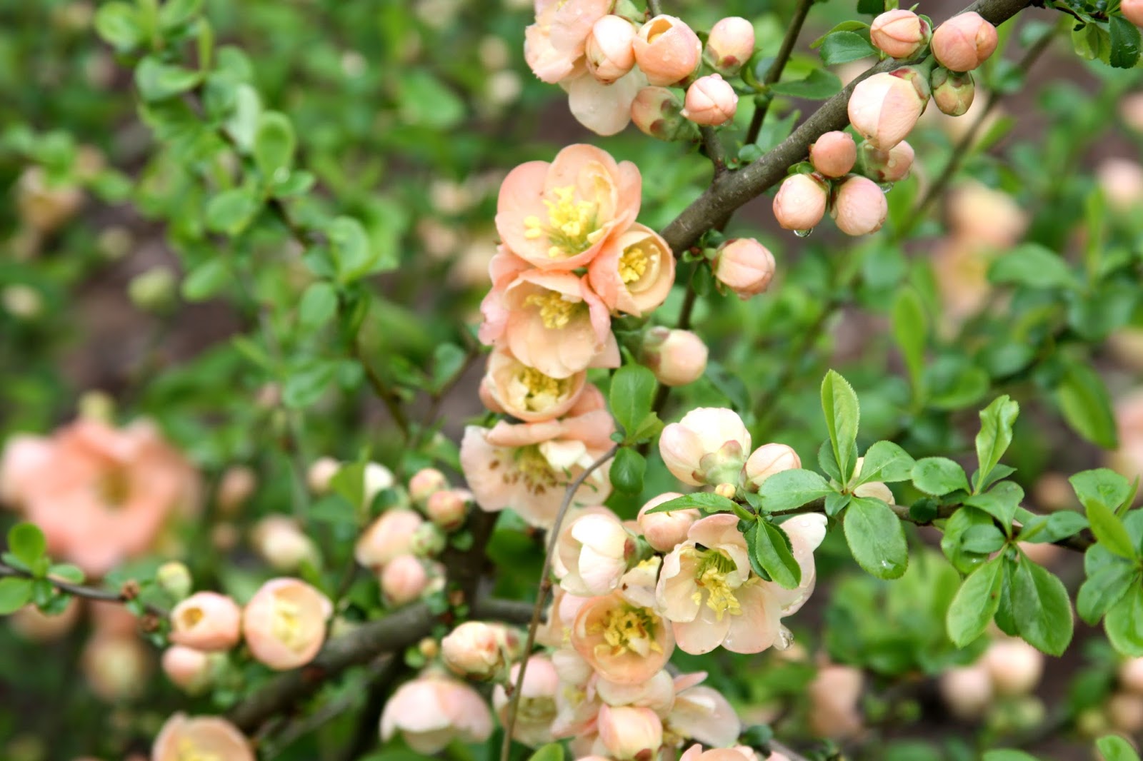 Biological Thinking Japanese Quince
