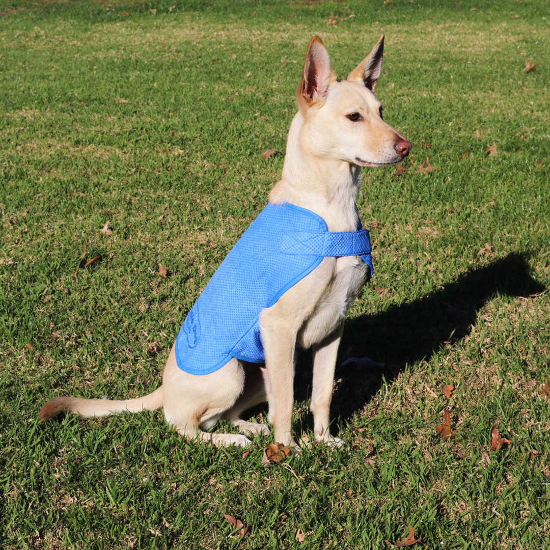 Top 17 Dog Cooling Products for Summer | Australian Dog Lover
