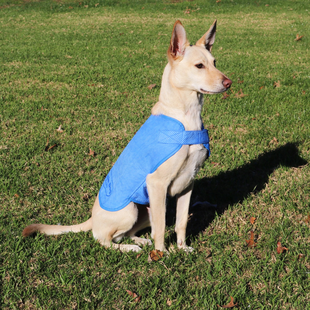 Top 17 Dog Cooling Products for Summer Australian Dog Lover
