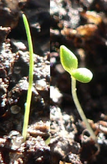 Topraktan çıkan (solda) bir "tek çenekli" ve (sağda) "çift çenekli" bitki.